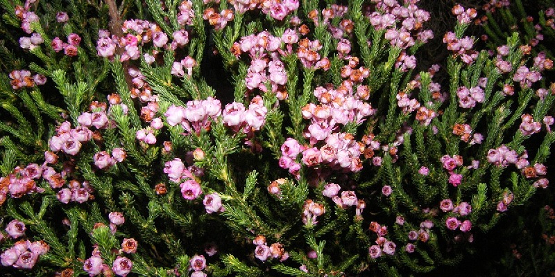 Vẻ đẹp của hoa thạch nam