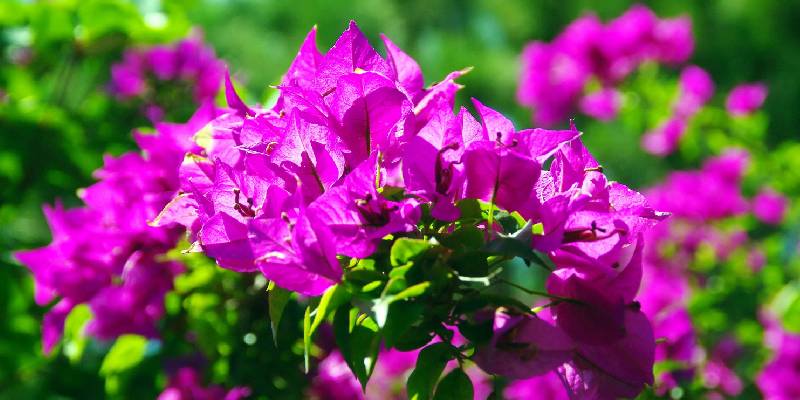 Đôi nét về hoa giấy - hoa trồng trong vườn đẹp mắt