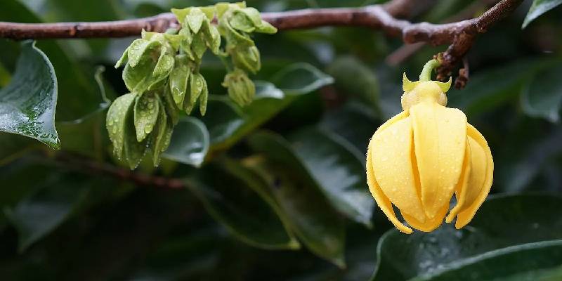 Hướng dẫn cách trồng và chăm hoa móng rồng đúng cách