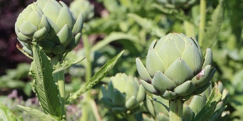 Đôi nét về hoa atiso