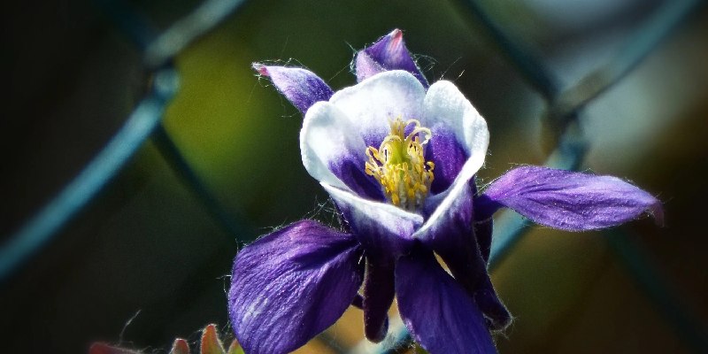 Hướng dẫn cách trồng và chăm sóc hoa mõm chó