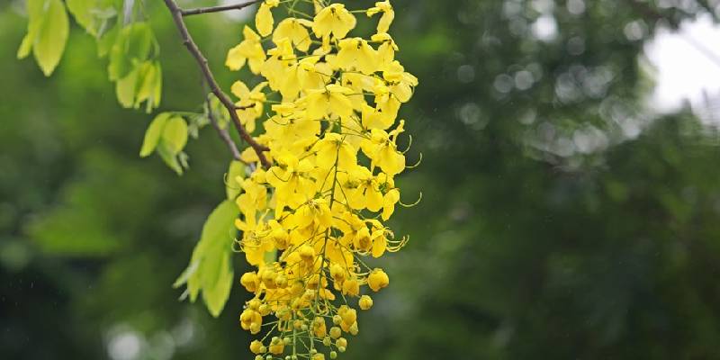 Hướng dẫn trồng và chăm sóc cây hoa Osaka