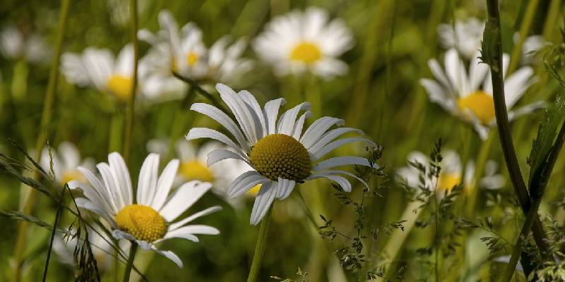 Làm sạch không khí - Hoa cúc