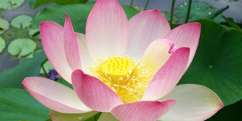 Hoa sen tượng trưng cho sự bình an