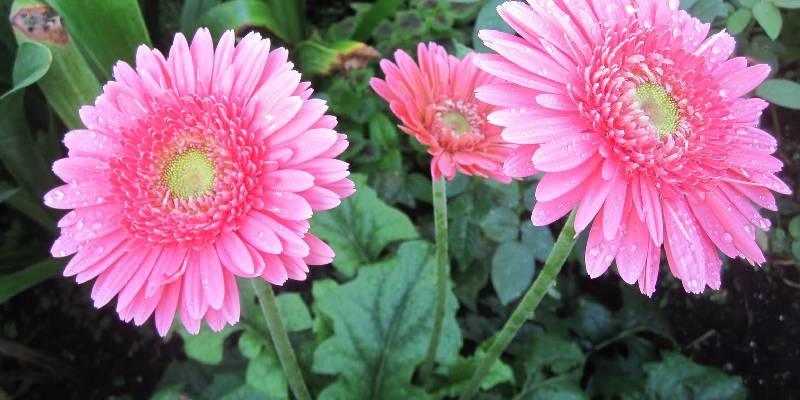 Lọc khí độc trong không khí - Cây hoa đồng tiền