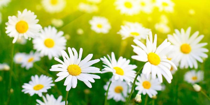 Đôi nét về hoa trồng trước nhà hút lộc cho gia chủ