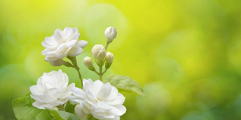 Lưu ý khi trồng và chăm sóc cây hoa lài