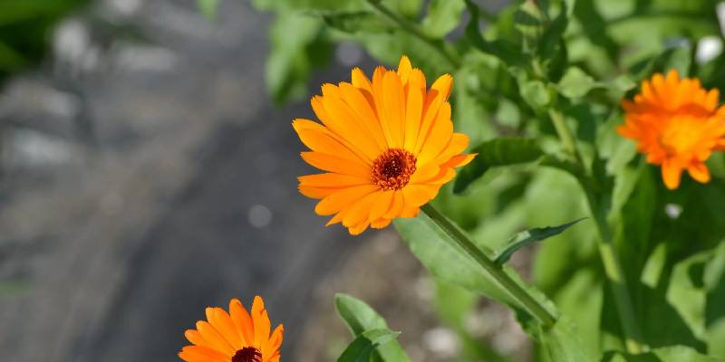 Một số câu hỏi về hoa cúc biển