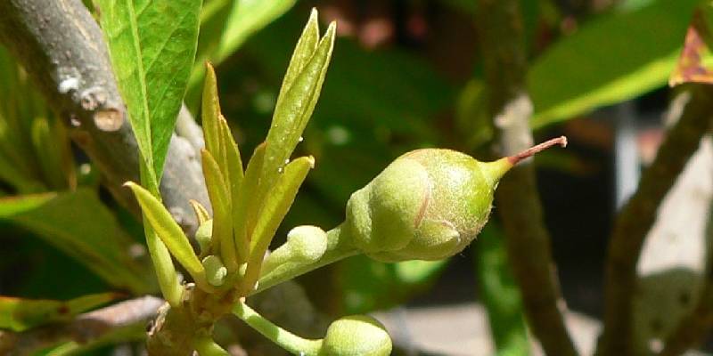 Nguồn gốc và đặc điểm của Hoa lê ki ma