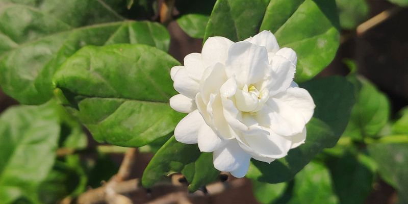 Nguồn gốc và ý nghĩa cây hoa lài