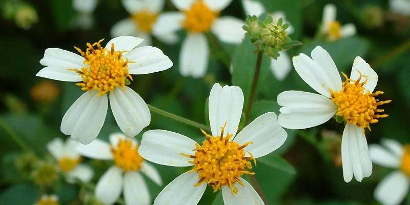 Nguồn gốc và ý nghĩa của hoa xuyến chi