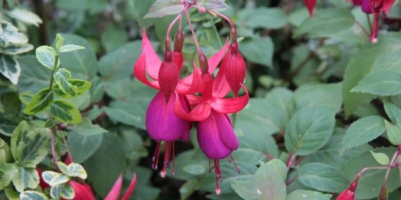 Đôi nét về hoa lồng đèn - Hoa nở quanh năm mang lại vận may