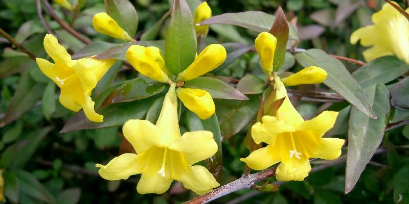 Ý nghĩa của nhài vàng - hoa nở trăm bông một lúc