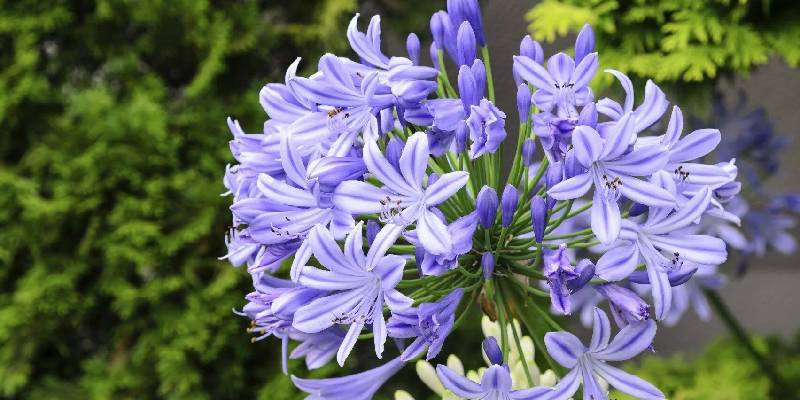 Giới thiệu thông tin về hoa nữ hoàng xanh