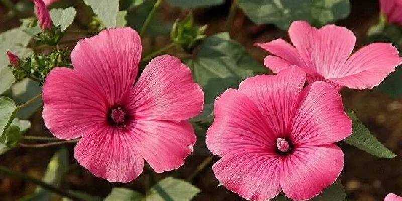 Những đặc điểm của hoa thục quỳ