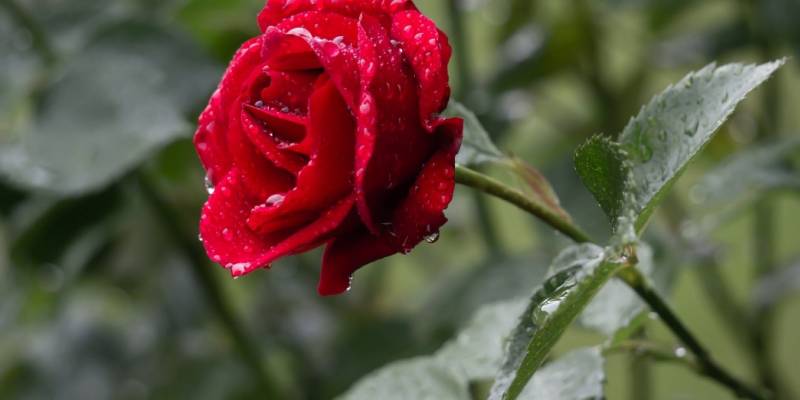 Vẻ đẹp sâu sắc - Hoa hồng đỏ