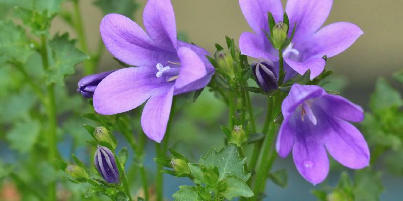 Giới thiệu thông tin về hoa chuông - hoa dại lên đời thành hoa cảnh