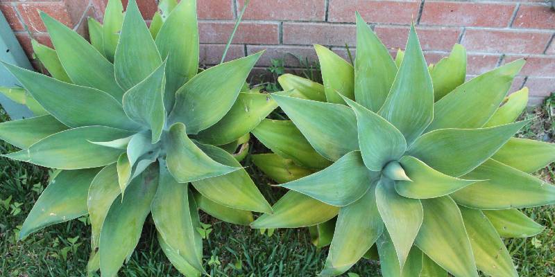 Thông tin chi tiết về hoa dứa agao