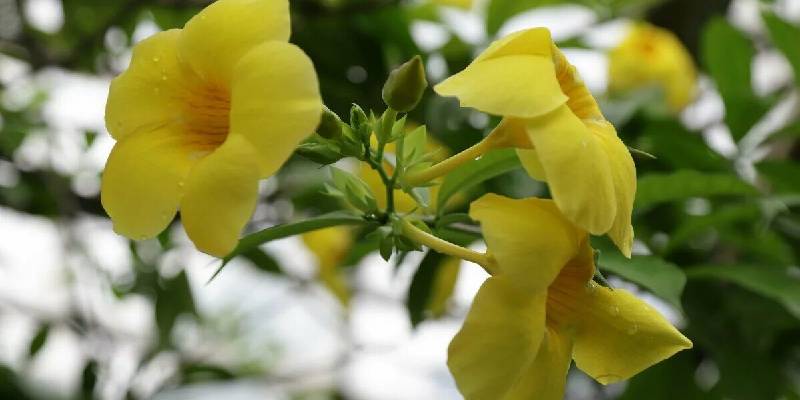 Giới thiệu về nhài vàng - hoa nở trăm bông một lúc