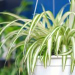 Hoa Peony Chlorophytum