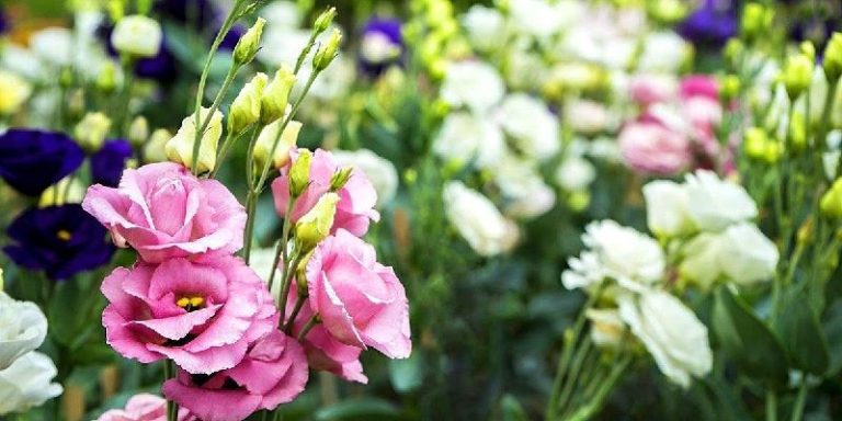 Top hoa chúc mừng ngày doanh nhân Việt Nam - Hoa cát tường