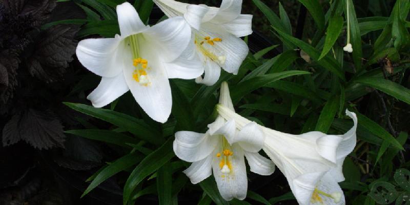 Top hoa đám tang - Hoa huệ tây