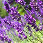 Top hoa khô đẹp nhất - Hoa Lavender