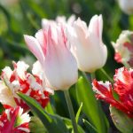 Top hoa sinh nhật tặng vợ - Hoa tulip cao cấp