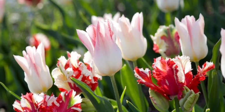 Top hoa sinh nhật tặng vợ - Hoa tulip cao cấp