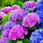 Top hoa tặng ngày lễ Valentine - Hoa cẩm tú cầu