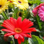 Top hoa tặng sinh nhật nam - Hoa đồng tiền