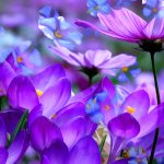 Top-hoa-tim-dep-nhat-anh-dai-dien