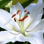 Top hoa trang trí ngày Tết - Hoa ly