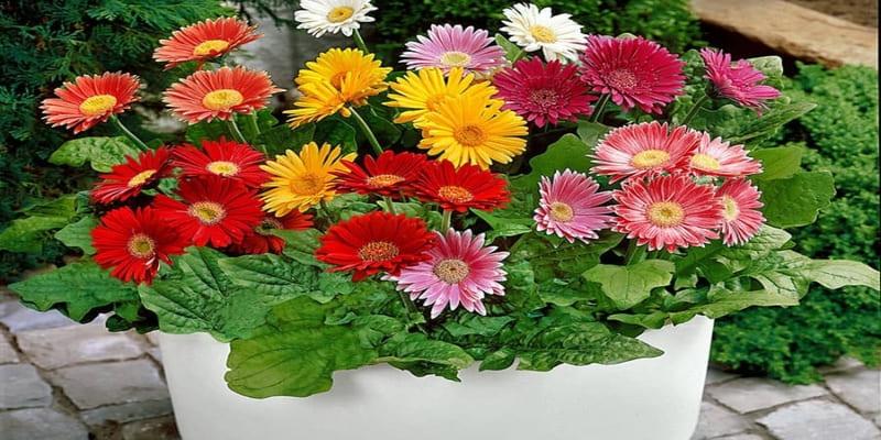 Cúc Đồng Tiền có nhiều màu sắc vô cùng hấp dẫn