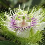 Đôi nét về hoa lạc tiên - quốc hoa của 5 nước châu Á