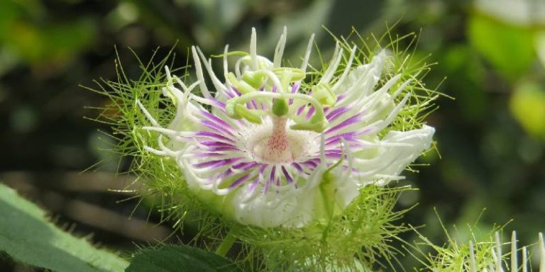 Đôi nét về hoa lạc tiên - quốc hoa của 5 nước châu Á