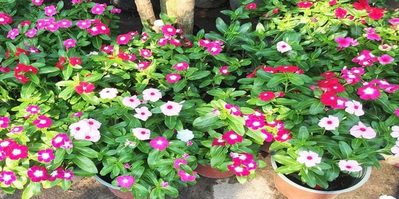 Hoa ngũ sắc là một trong những top hoa có màu sắc rực rỡ, đẹp ấn tượng