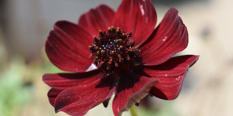 Cách chăm sóc hoa Cosmos Atrosanguineus