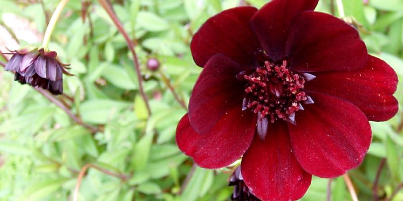 Đặc điểm hoa Cosmos Atrosanguineus