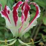 Hoa Peristeria Elata – Giống Hoa Lan Mang Nhiều Ý Nghĩa