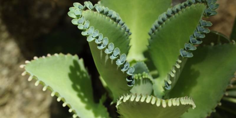 Giới thiệu đôi nét về cây hoa bỏng