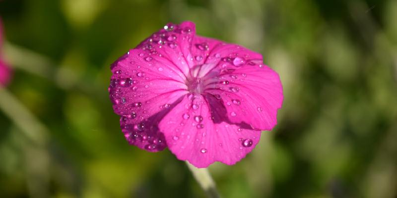 Ý nghĩa sâu sắc của hoa Campion