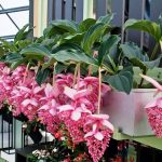 Hoa chuỗi hồng ngọc