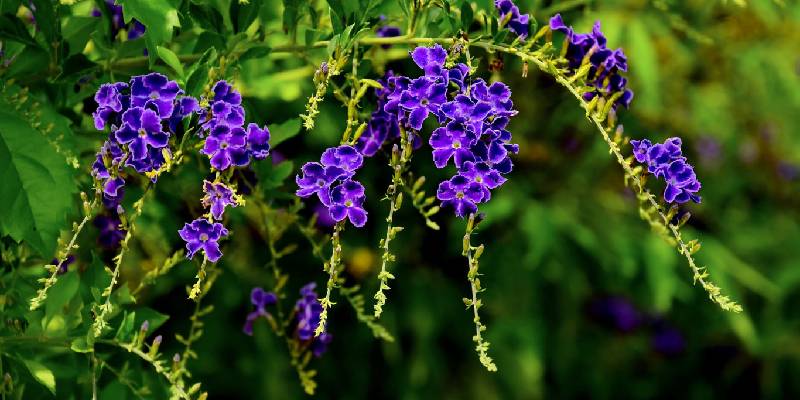 Giới thiệu đôi nét về hoa chuỗi hồng ngọc