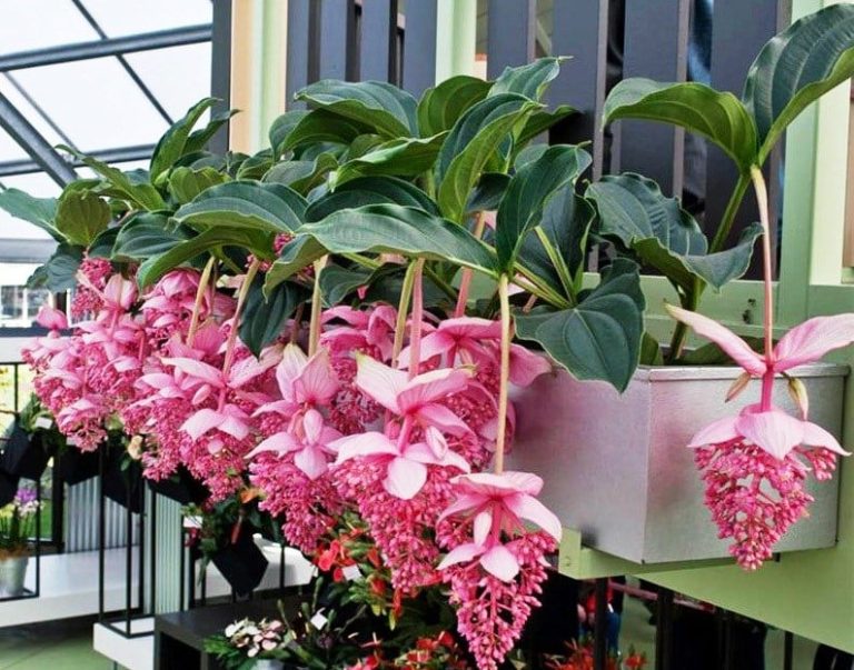 Hoa chuỗi hồng ngọc