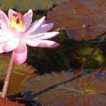 Hoa có hình dáng giống hoa sen - Hoa súng