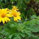 hoa-dai-len-doi-thanh-hoa-canh-hoa-da-quy