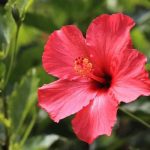 Hoa dâm bụt tượng trưng của Malaysia