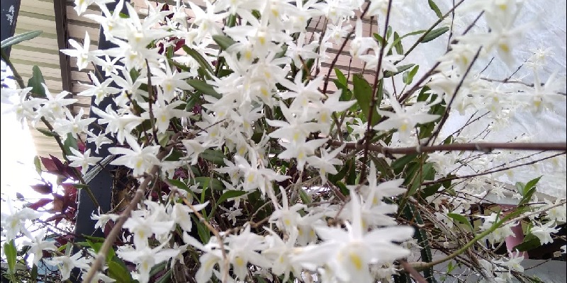 Nguồn gốc và ý nghĩa của hoa tuyết mai