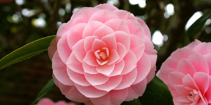 Giới thiệu đôi nét về giống hoa trà